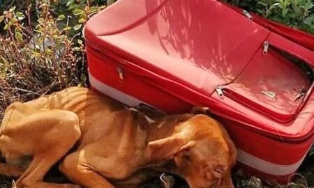 O valiză roșie a devenit casa unui biet cățel abandonat în pustietate!