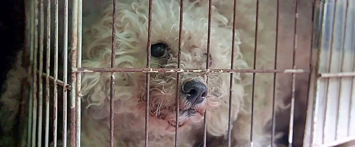 Opt animale de companie au fost salvate și au primit o nouă șansă la viață!
