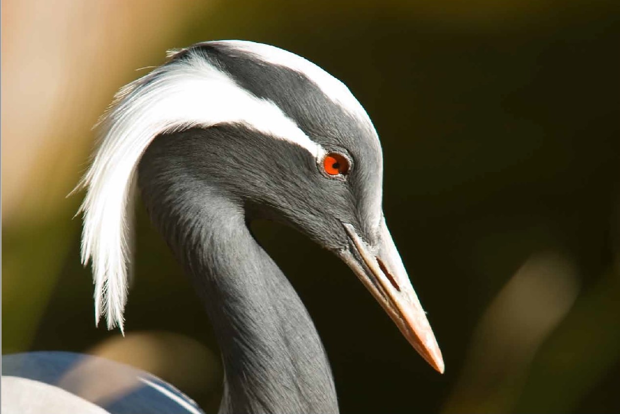 Studiu BirdLife International. Concluzii extrem de îngrijorătoare privind păsările din Europa