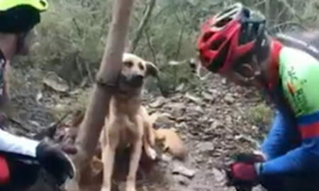 Reacția emoționantă a unui câine legat în pădure și lăsat să moară, atunci când este găsit de salvatori!