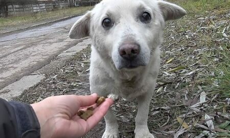 Refuzat de fostul său proprietar, un câine pierdut este adoptat de o nouă familie!