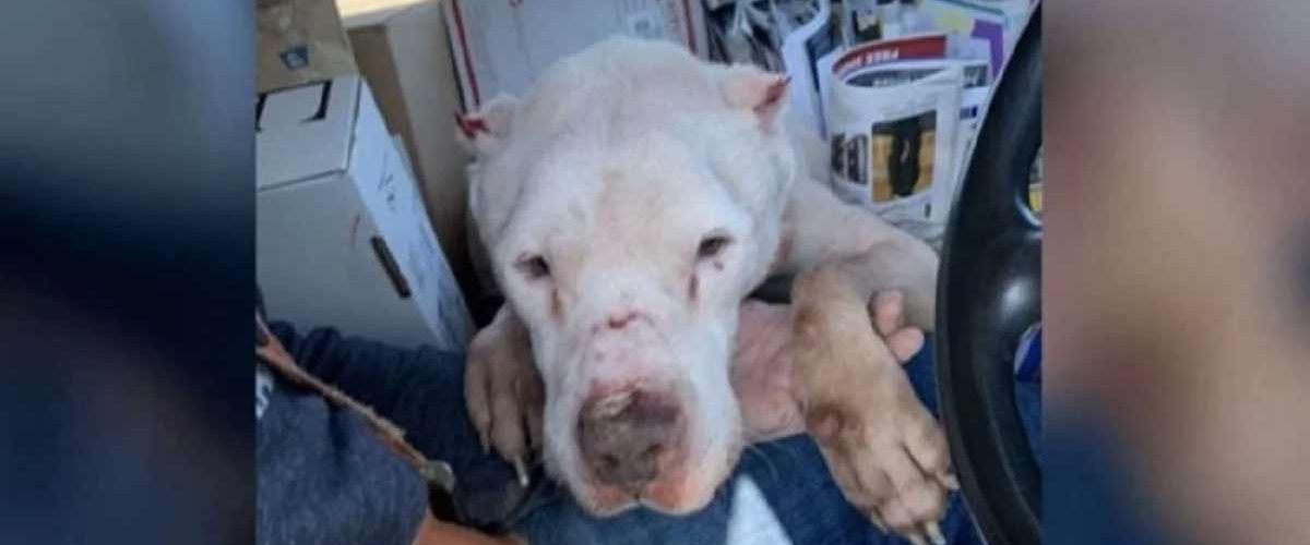 Salvat de un poștaș, un cățel se bucură pentru prima oară de viață!