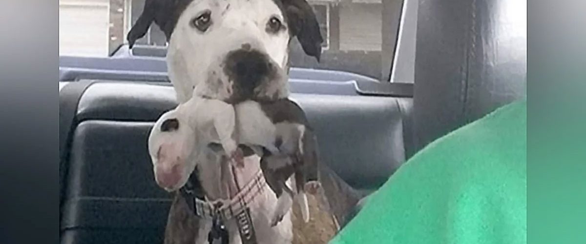 Salvată după ce a fost aruncată dintr-o mașină aflată în mers, o cățelușă Pitbull primește o nouă șansă la viață!