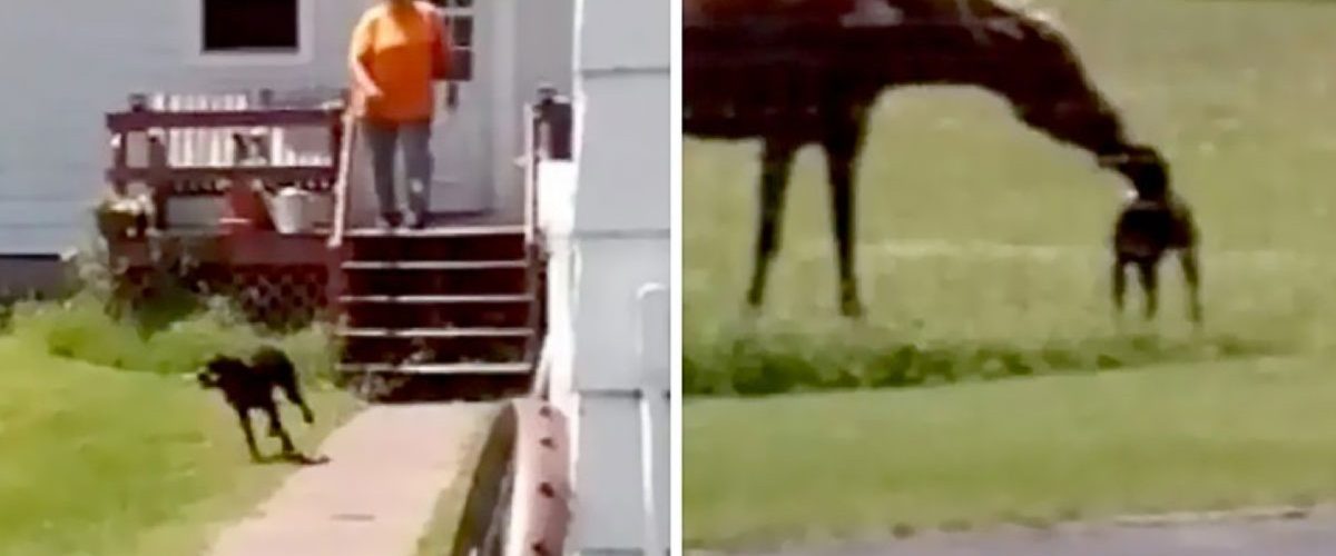 Un cățel a fost surprins în momentul în care îi oferea o gustare prietenului său cel mai bun!