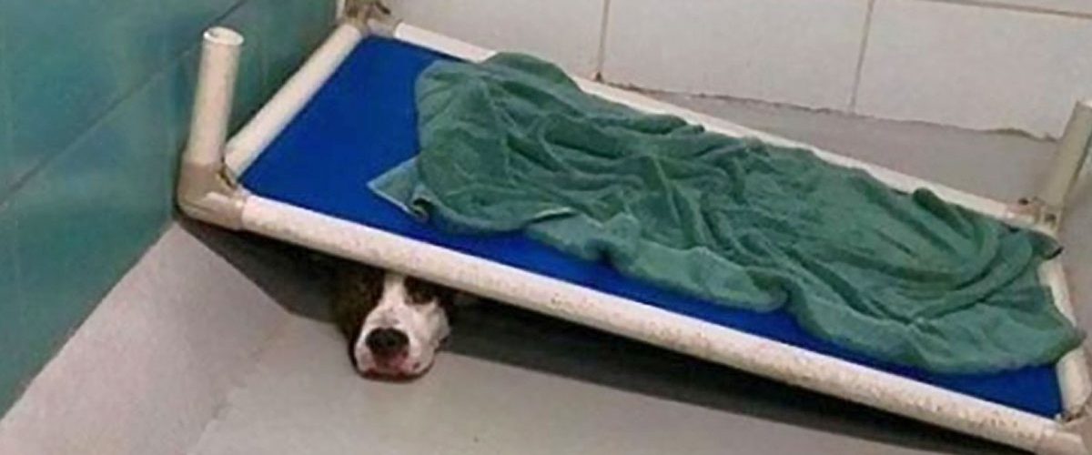 Un cățel a fost surprins în momentul în care se ascundea sub patul din adăpost!
