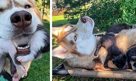 Un Husky a găsit mai mulți pui de pisică abandonați în pădure!