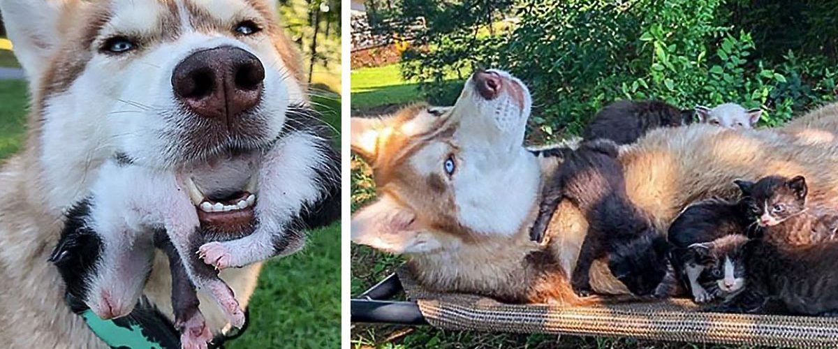 Un Husky a găsit mai mulți pui de pisică abandonați în pădure!