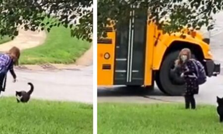 Un motan își conduce în fiecare zi stăpâna la autobuzul școlar!