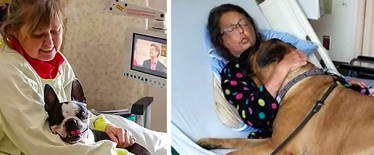 Un spital acceptă pacienților să își petreacă timpul alături de câinii lor loiali!