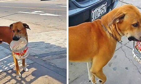 Afectat din cauza lipsei de apă, un câine merge pe stradă cu o găleată în gură! Imagini emoționante
