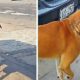 Afectat din cauza lipsei de apă, un câine merge pe stradă cu o găleată în gură! Imagini emoționante