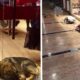 Ajutor pentru câinii fără stăpân de pe străzi! Un mall îi adăpostește pe timp de noapte