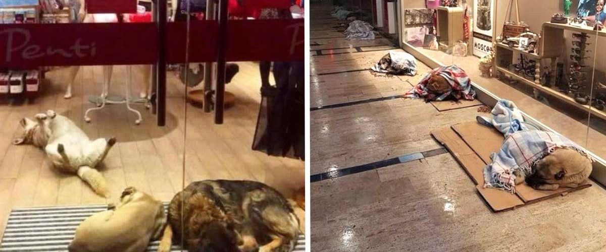 Ajutor pentru câinii fără stăpân de pe străzi! Un mall îi adăpostește pe timp de noapte
