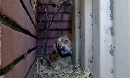 Ascuns după un perete, un câine abandonat reușește să își recapete încrederea în oameni!