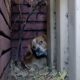 Ascuns după un perete, un câine abandonat reușește să își recapete încrederea în oameni!
