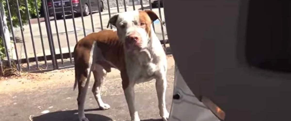 Bucuria unui Pitbull abandonat atunci când simte că va fi adoptat de pe străzi!