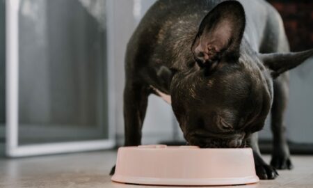 Câinele tău mănâncă prea mult și prea repede? Cum să eviți un adevărat risc pentru sănătate