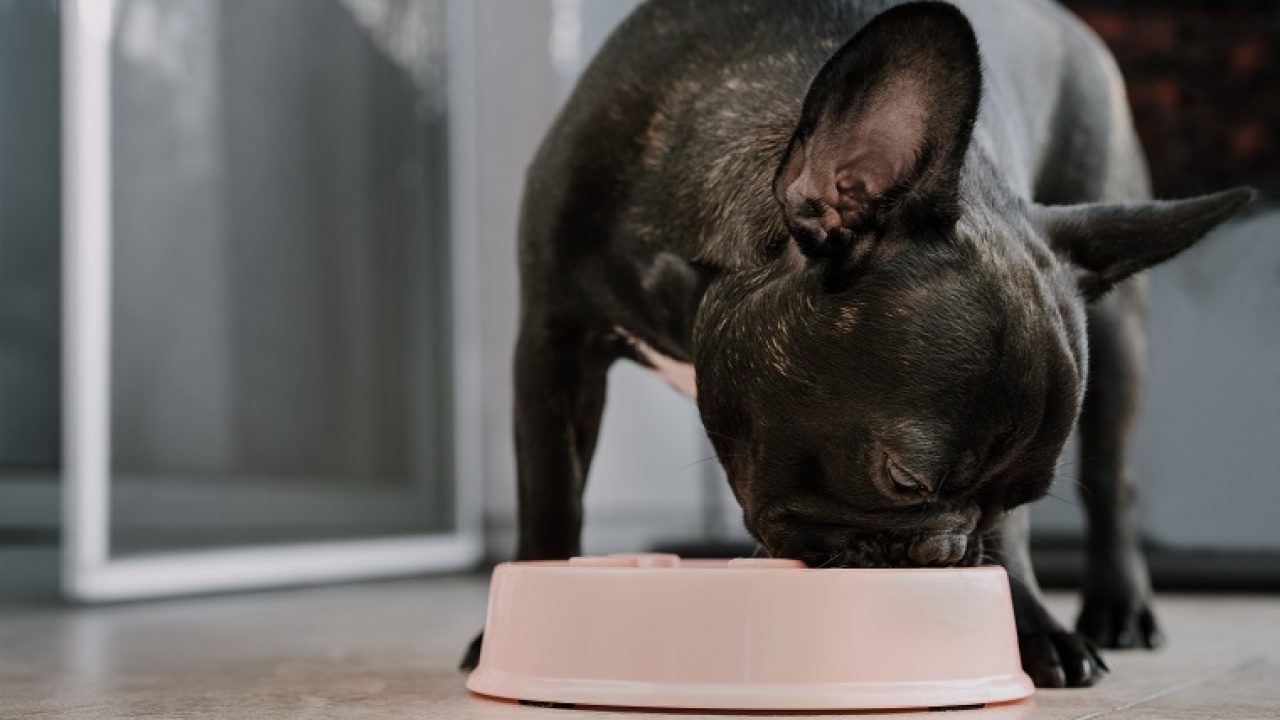 Câinele tău mănâncă prea mult și prea repede? Cum să eviți un adevărat risc pentru sănătate