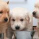Câinii și alergiile alimentare! Semne ale unei potențiale probleme