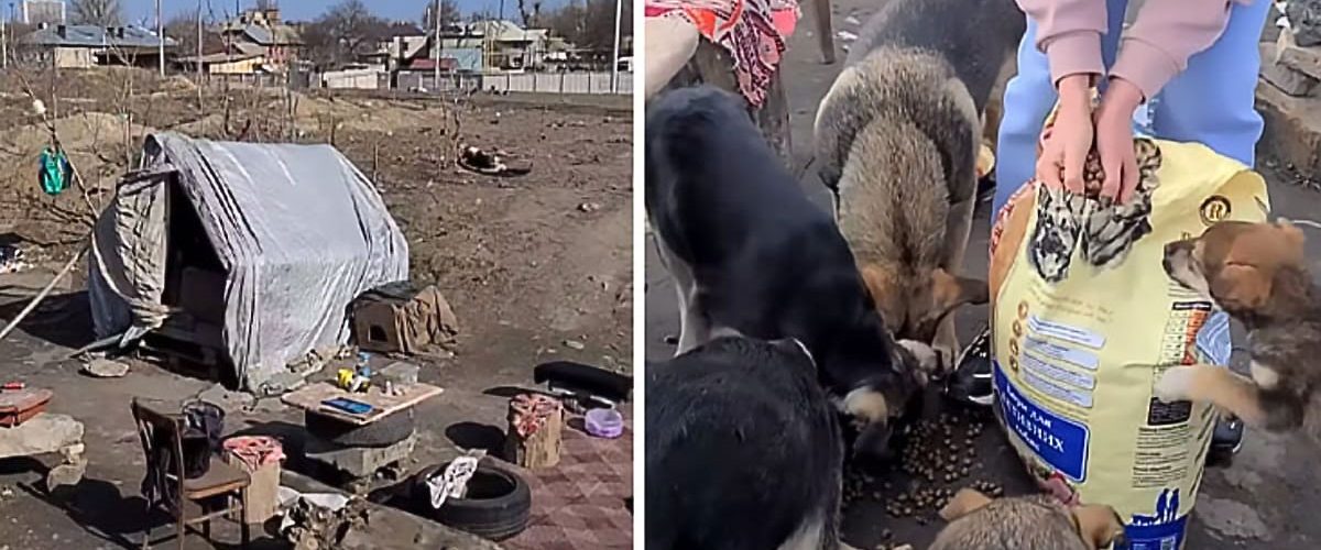 Chiar dacă nu are la rândul lui un adăpost, un bărbat îngrijește peste 30 de câini!