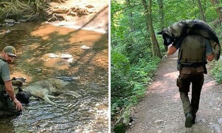 Gestul impresionant al unui pădurar! Bărbatul observă un câine la un pas să moară și decide să îl salveze
