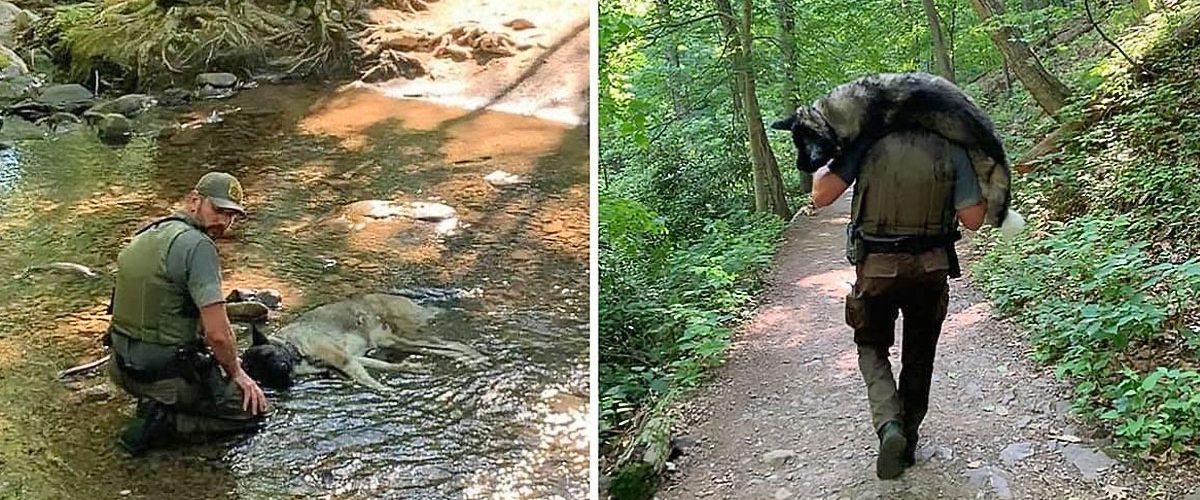 Gestul impresionant al unui pădurar! Bărbatul observă un câine la un pas să moară și decide să îl salveze