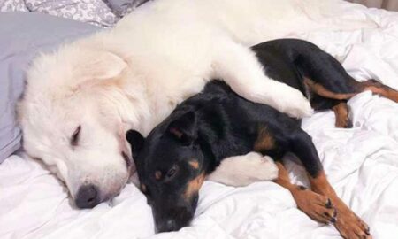 Imagini adorabile cu prietenia specială dintre doi câini!