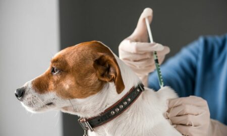 Importanța vaccinului antirabic pentru animalele de companie!