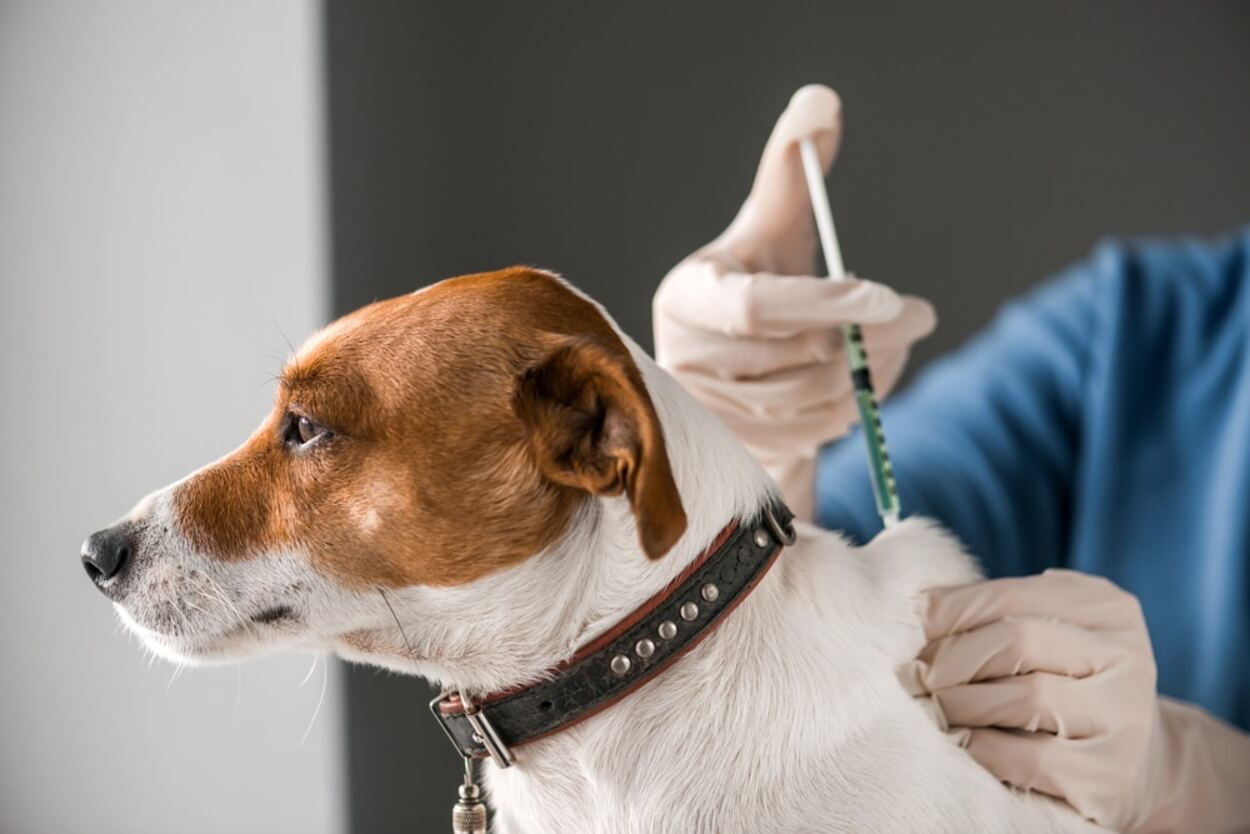 Importanța vaccinului antirabic pentru animalele de companie!