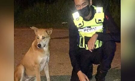 Lupta unor polițiști pentru a salva un câine fără proprietar! Patrupedul a fost găsit într-o stare îngrozitoare