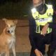 Lupta unor polițiști pentru a salva un câine fără proprietar! Patrupedul a fost găsit într-o stare îngrozitoare