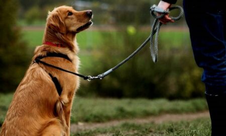 Metode simple și eficiente pentru dresarea câinelui! Cele mai importante comenzi pentru patruped