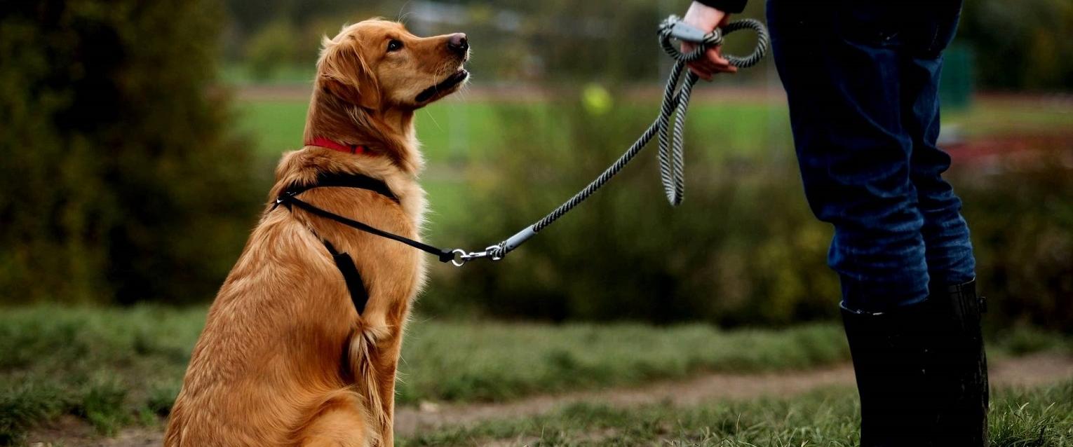 Metode simple și eficiente pentru dresarea câinelui! Cele mai importante comenzi pentru patruped