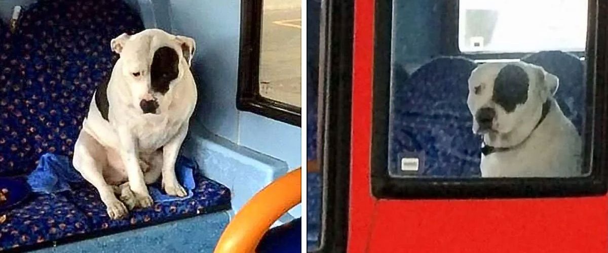 O noapte petrecută alături de un cățel pierdut! Șoferul de autobuz face un gest extraordinar