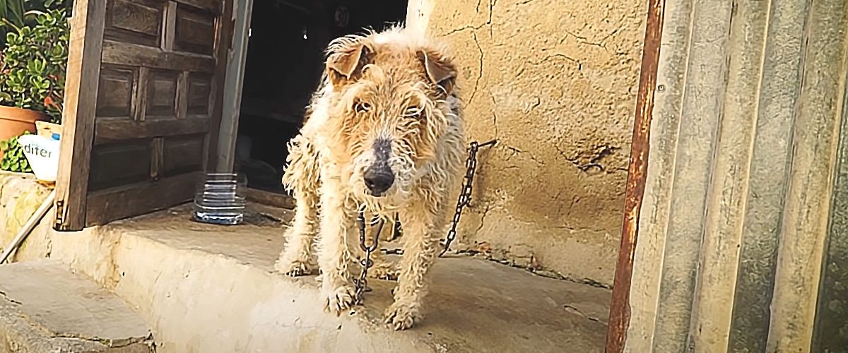 O viață petrecută legat de un perete! Un câine a fost salvat după 15 ani de chin