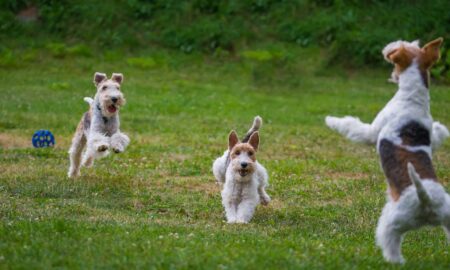 Probleme cu articulatiile? Descoperă cele mai bune solutii pentru animalele de compania pe care le iubesti