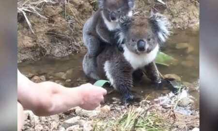 Reacția adorabilă a unui pui de urs Koala! Nimeni nu se aștepta la așa ceva