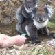Reacția adorabilă a unui pui de urs Koala! Nimeni nu se aștepta la așa ceva