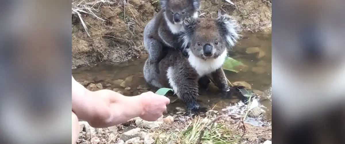 Reacția adorabilă a unui pui de urs Koala! Nimeni nu se aștepta la așa ceva