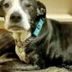 Refuzat de familia lui pentru că era bătrân, un câine este adoptat de medicul veterinar!