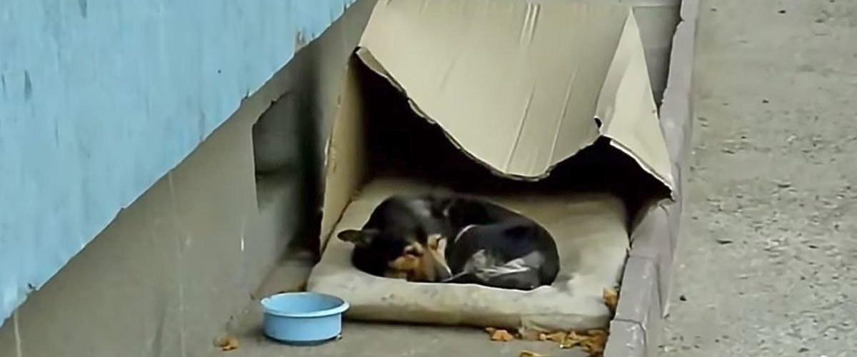 Salvat de pe stradă după ce a locuit într-o cutie de carton, un cățel primește o nouă șansă la viață!