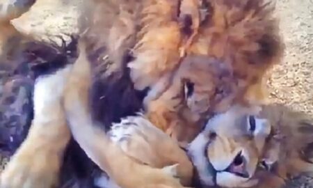 Salvați de la o viață îngrozitoare într-un circ, doi frați lei se bucură pentru prima oară de libertate!