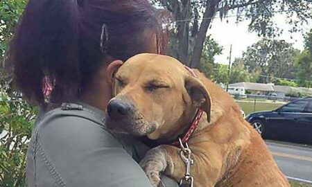 Speriat din cauza rănilor provocate de oameni, un câine a fost salvat de pe stradă!
