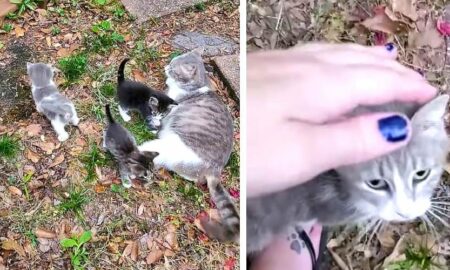 Surpriza unei femei după ce a hrănit zile la rând o pisică! Felina a decis să îi facă un cadou