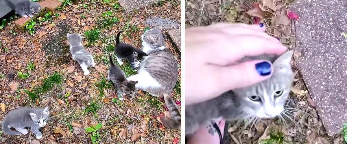 Surpriza unei femei după ce a hrănit zile la rând o pisică! Felina a decis să îi facă un cadou