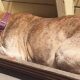 Un câine bătrân și surd a fost salvat după ce a adormit pe o terasă!