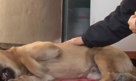 Un polițișt, cercetat pentru că a împușcat un câine ca să salveze o tânără sfâșiată deja de animal