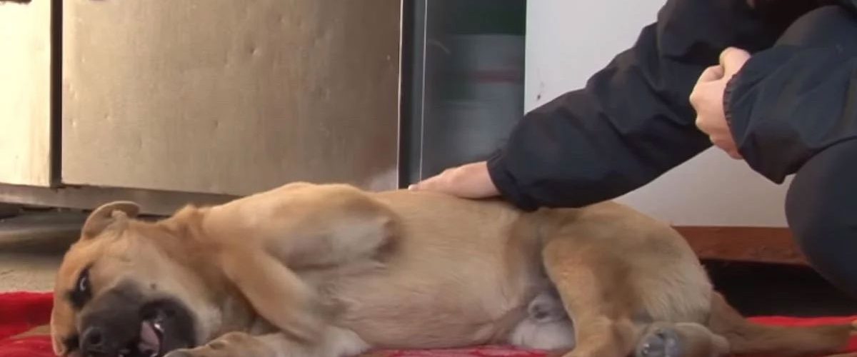 Opt persoane suspecte de turbare, la Suceava, după contactul cu un ciobănesc german – care a murit între timp