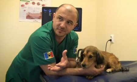 Un spital din România a devenit salvarea animalelor fără stăpân!