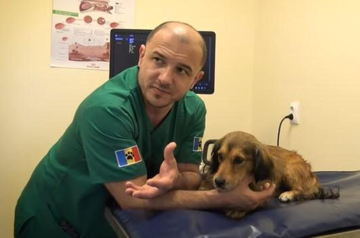 Un spital din România a devenit salvarea animalelor fără stăpân!
